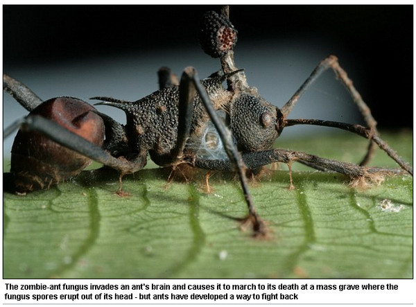 死去的僵尸蚂蚁会长出「真菌鹿角」,散播孢子.