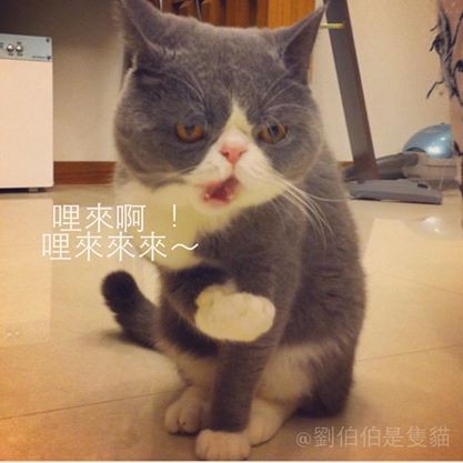 爱猫「刘伯伯」表情太有戏 猫奴自制表情贴图