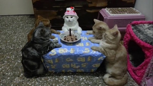   猫 誕生日会議