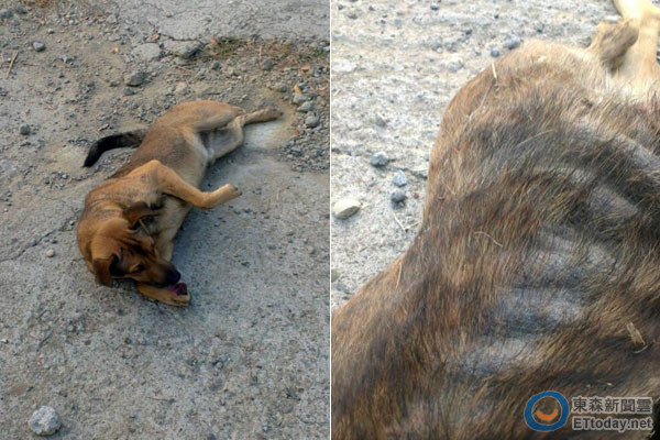 不忍见流浪病犬自啃毛发 爱妈求助动保团体救援 ettoday宠物动物新