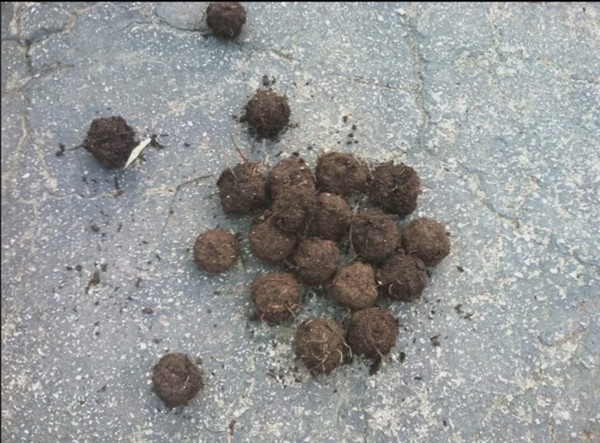 把对方家中装饰得超有圣诞感,不仅整个房子外观贴上了红绿色系壁纸