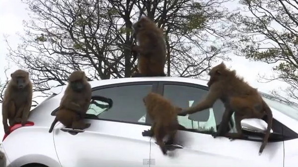 d86143 南韓車測性能　邀請40隻狒狒蹂躪10小時《ETtoday 新聞雲》