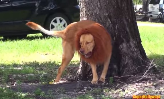 狗,獅子,寵物,毛小孩,萬獸之王,公園