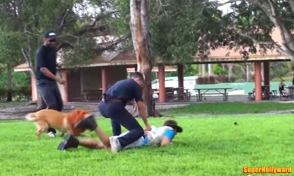 狗,獅子,寵物,毛小孩,萬獸之王,公園