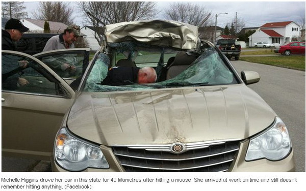 d87303 撞死麋鹿後離奇失憶　加女浴血開車上班《ETtoday 新聞雲》
