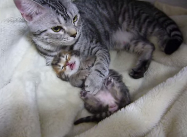 小猫做梦抽搐 猫妈妈用爱的抱抱,遮遮眼安抚