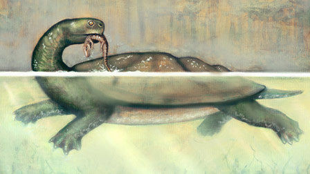 d89609 白堊紀「煤龜」大如轎車　鋒利牙齒可嚼碎鱷魚皮《ETtoday 新聞雲》