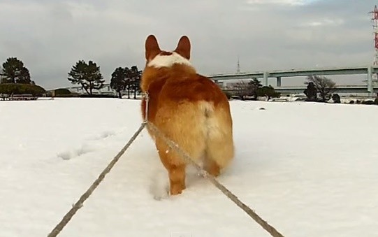 柯基goro拉雪橇奔跑 超萌毛屁屁「弹跳」瞬间全都录