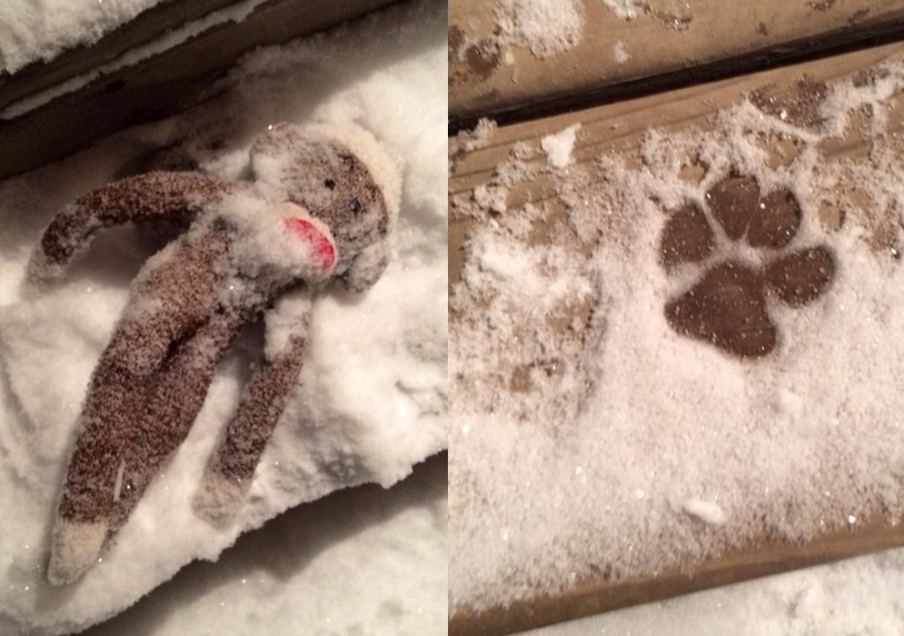 可怜绒毛猴子被丢在大雪中 「凶手」只留下可爱脚印