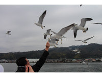 飛行中叼食蝦味先　京都天橋立海鷗在空中好像時間暫停
