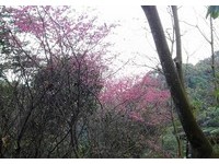 大片櫻花沿路盛開　到土城桐花公園賞櫻正是時候！