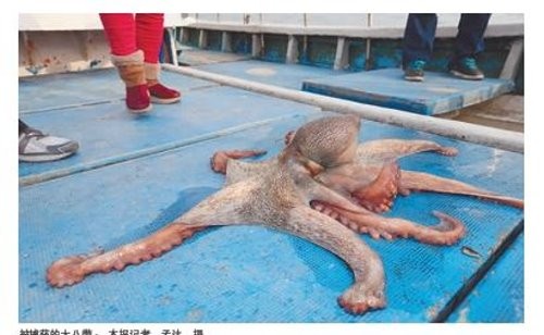 渔民捕获6公斤「巨型章鱼」 民众花3.5万买回放生