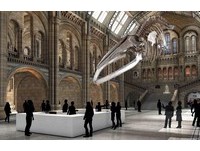 倫敦自然史博物館大恐龍「退休」　換大藍鯨上場