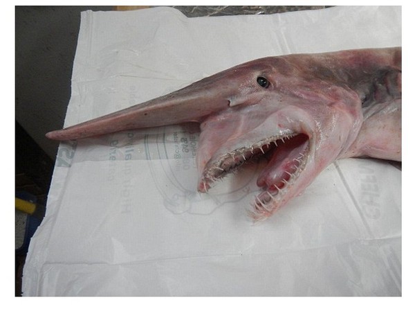 澳洲发现「活恐龙」 渔夫父子捕获史前「哥布林鲨」