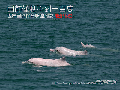 d93829 派大星真實版！粉紅動物大集合　台灣就有粉色海豚《ETtoday 新聞雲》