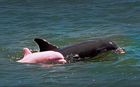 d93831 派大星真實版！粉紅動物大集合　台灣就有粉色海豚《ETtoday 新聞雲》