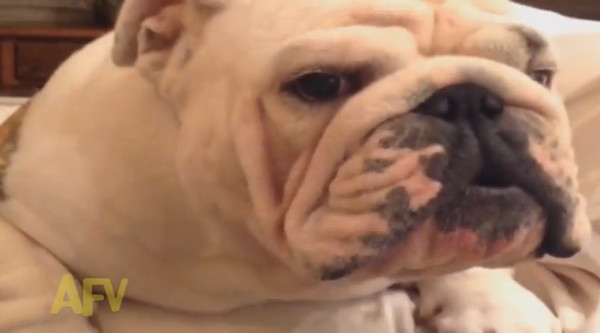 把所有糖果都吃掉了 斗牛犬眼神哀怨一直叫 | E