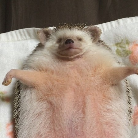 根本是刺猬版叶大雄!呆萌刺猬睡觉露肚肚一秒