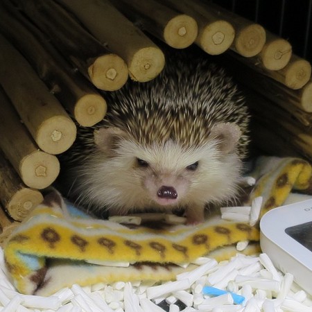 根本是刺猬版叶大雄!呆萌刺猬睡觉露肚肚一秒