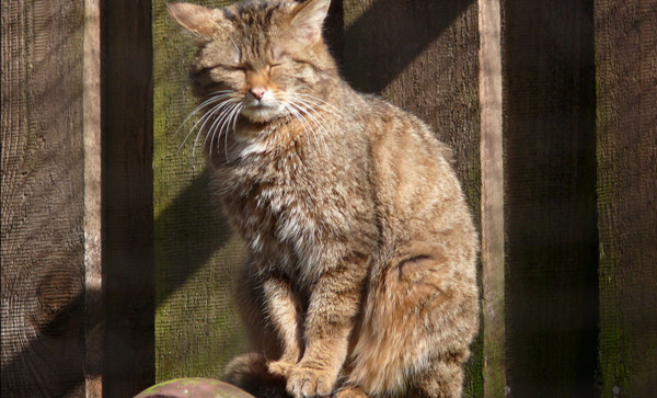 2300万只野猫危害本土动物 澳洲展开全球最大规模扑杀