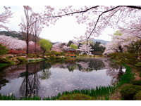 南韓櫻花前線提早5天　4月7日就能在首爾賞櫻花