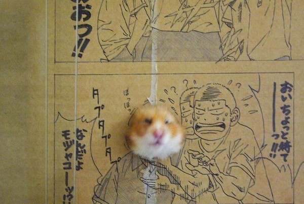 日本巧手饲主自制漫画小纸箱 让萌鼠一秒变美