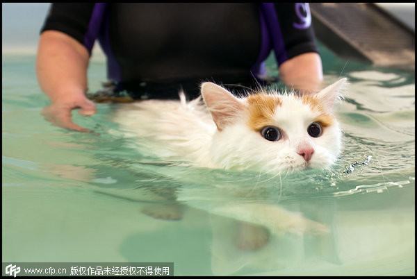 另类土耳其浴! 爱游泳的猫「喵爬式」惊人 | ET