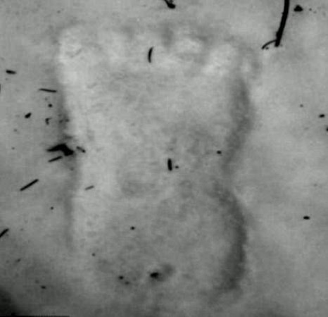 d97130 【影】「大腳怪」穿過樹叢　美愛達荷州發現巨大腳印