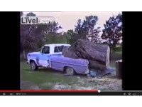 想把大樹帶回家　「悲劇理查」的卡車意外解體