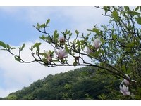 淡水楓樹湖古道私房景點　粉白木蓮花與櫻花爭艷