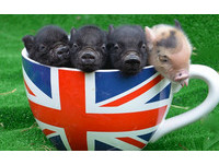 比小貓還小的豬！倫敦咖啡店舉辦「茶杯豬」見面會