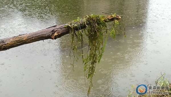 汐止金龙湖出现水草「马藻 竟是「水质清澈」的指标