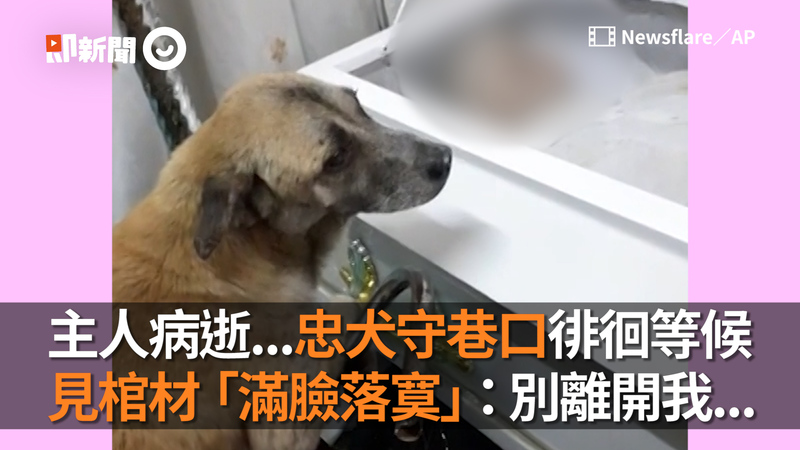 主人病逝 忠犬守巷口徘徊等候見棺材 滿臉落寞 別離開我 萌新聞 生活 播吧boba 手機版mobileweb