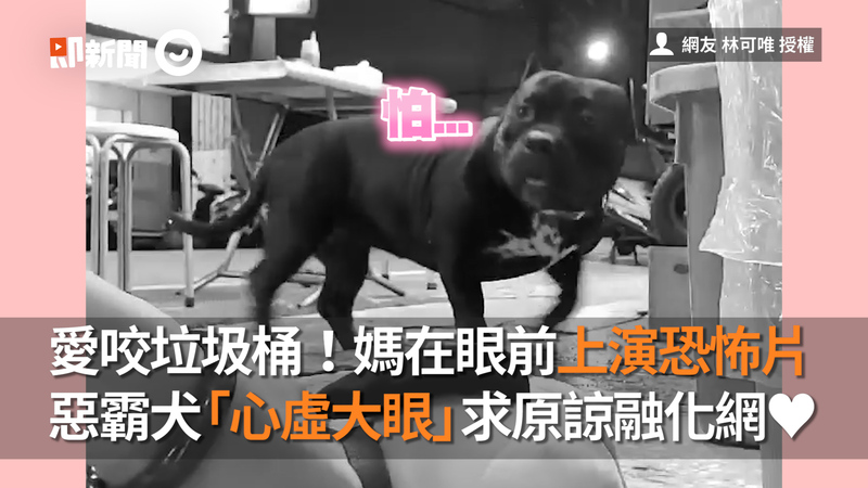 愛咬垃圾桶 媽在眼前上演恐怖片惡霸犬 心虛大眼 求原諒融化網 萌新聞 生活 播吧boba Ettoday新聞雲