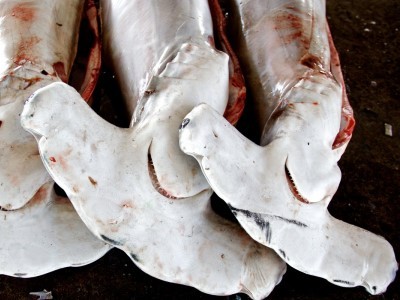 「花鲨」污斑白眼鲛明令禁捕 台东首次查获渔船违法