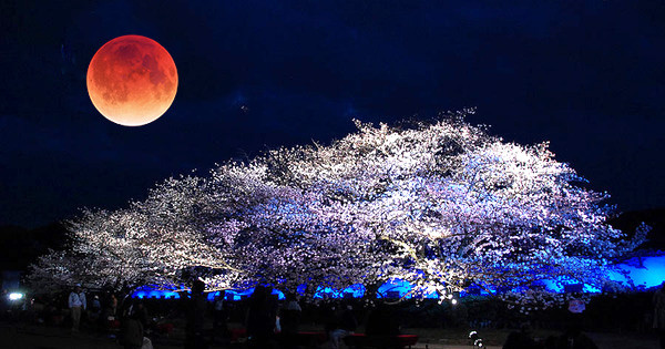 红色满月x满开夜樱 日本「月食花见」错过再等17年!