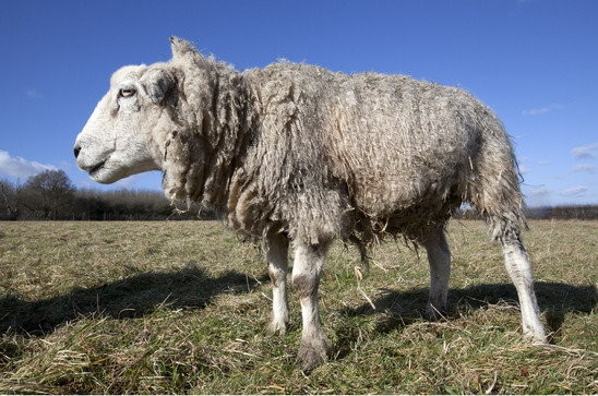 ettoday宠物云 国际中心/综合报导 英国东萨塞克斯郡的绵羊「多莉」