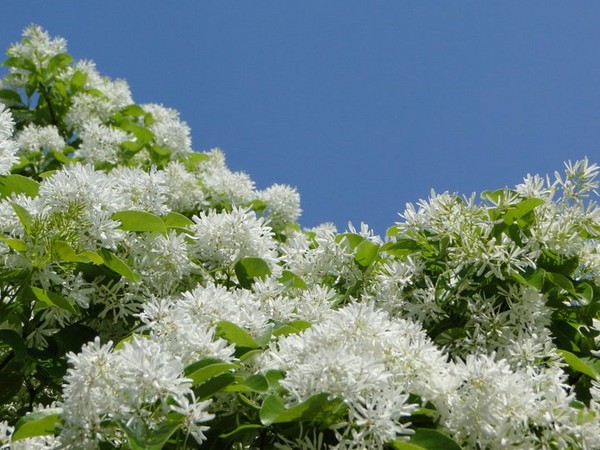 除了桐花外,洁白的流苏花同样有「四月雪」的美称(图/取自台北新