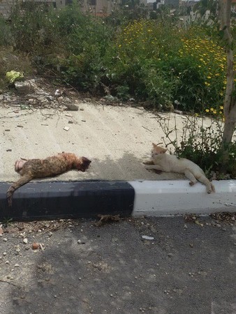 俄罗斯田园猫翻车图片