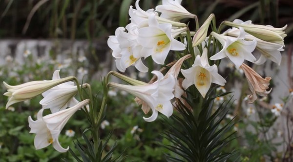 日前還將200株百合幼苗移植到八里國小花圃,並透過環境教育生