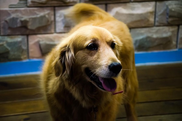 黄金猎犬空中托运被吓死 北京狗主怒告南航获赔