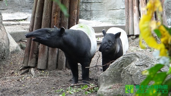 南美貘和马来貘图片
