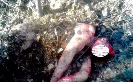 俄罗斯妇人采树汁遭殃 被饥饿母熊「活埋」当下一餐