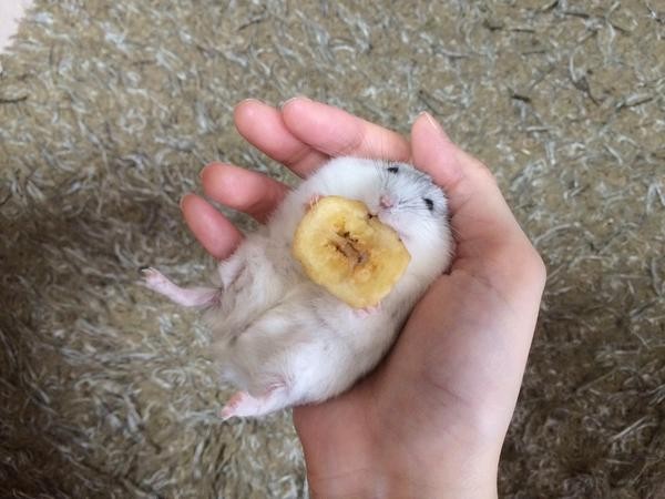 「最喜欢吃东西了∼」   手拿食物的小仓鼠真的好治愈喔&sim