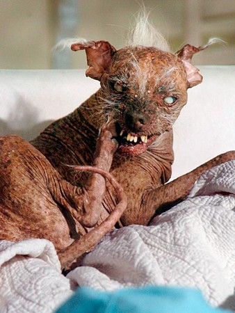 再丑都有人爱 「2012世界最丑狗」冠军长得像海狮