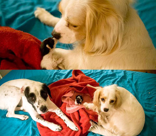 两只狗当爸爸妈妈 一起照顾猫小孩