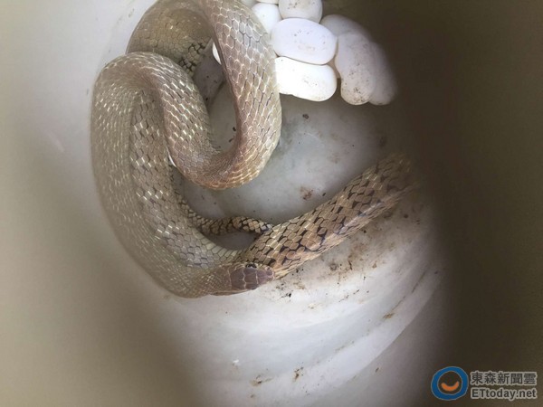 高雄桥头消防队昨天接获民众报案,表示家中有蛇入侵,随即派员携带笼子