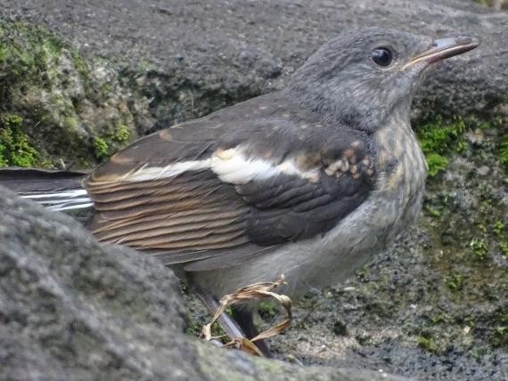 三,黑領椋鳥幼鳥(104年7月14日中正紀念堂)