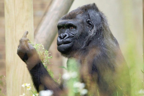 游客顺手拍黑猩猩吃草秀 没想到它居然比「中指」啦!