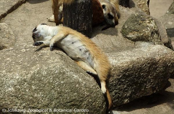 狐獴打盹姿势「超有事」 园方po文笑翻:脱力了啊